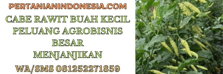 cabe,rawit,buah,kecil,peluang bisnis